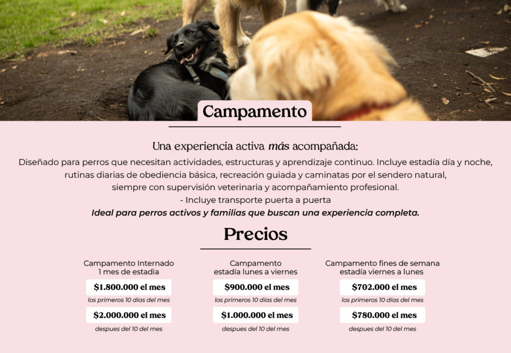 Campamento canino en Bogotá con estadía día y noche, rutinas guiadas y planes mensuales en El Bosque Canino