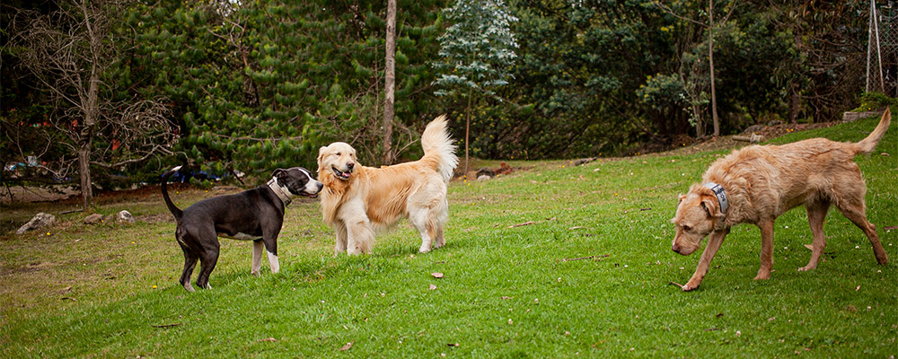 Perros socializando y jugando libremente en el Bosque Canino, colegio canino en Bogotá