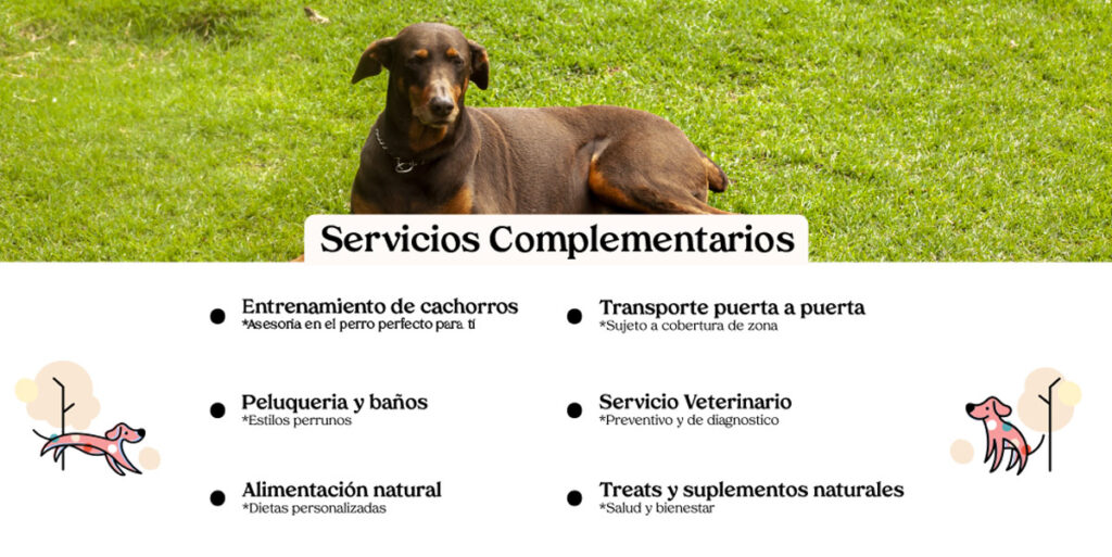 Servicios complementarios para perros en Bogotá: entrenamiento, transporte, veterinaria y alimentación natural – El Bosque Canino