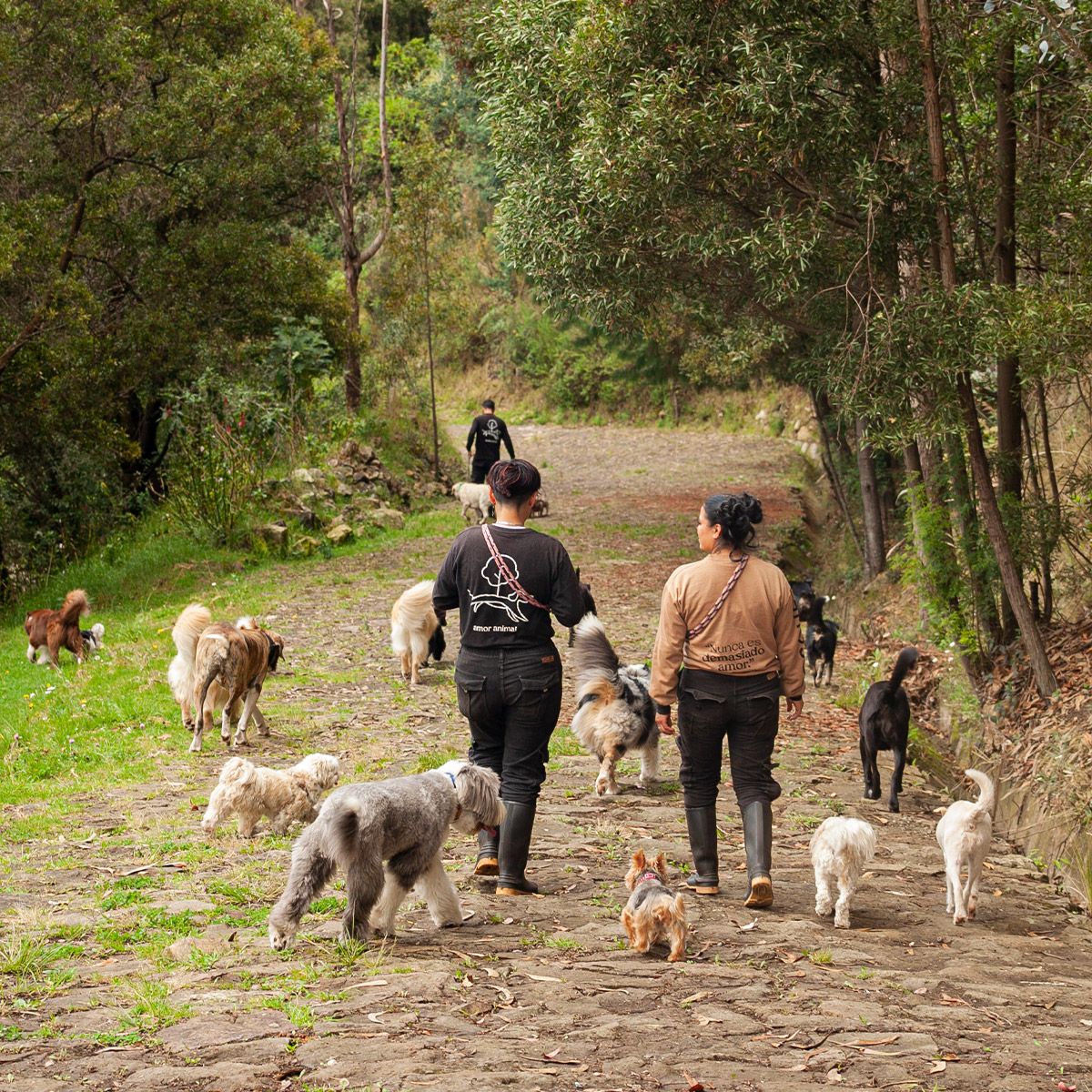 Inicio Caminata guiada con perros y cuidadores en el bosque de El Bosque Canino, promoviendo exploración y bienestar.