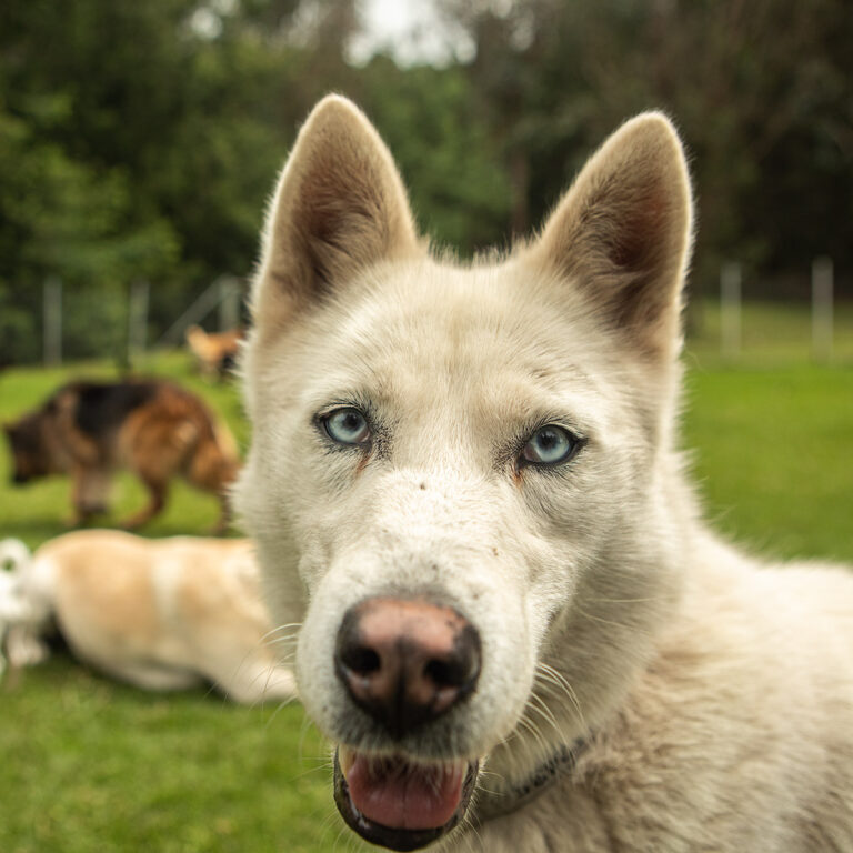 Perro hospedado en el hotel canino El Bosque Canino, disfrutando de un entorno natural y seguro