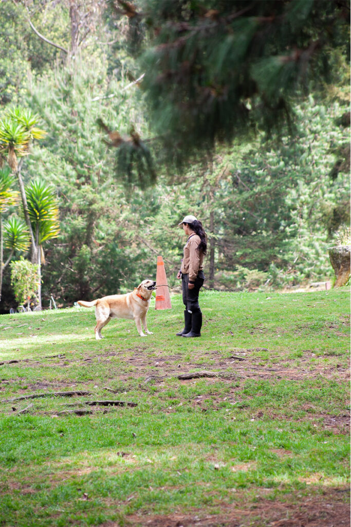 Entrenamiento canino al aire libre en El Bosque Canino con guía y perro en entorno natural