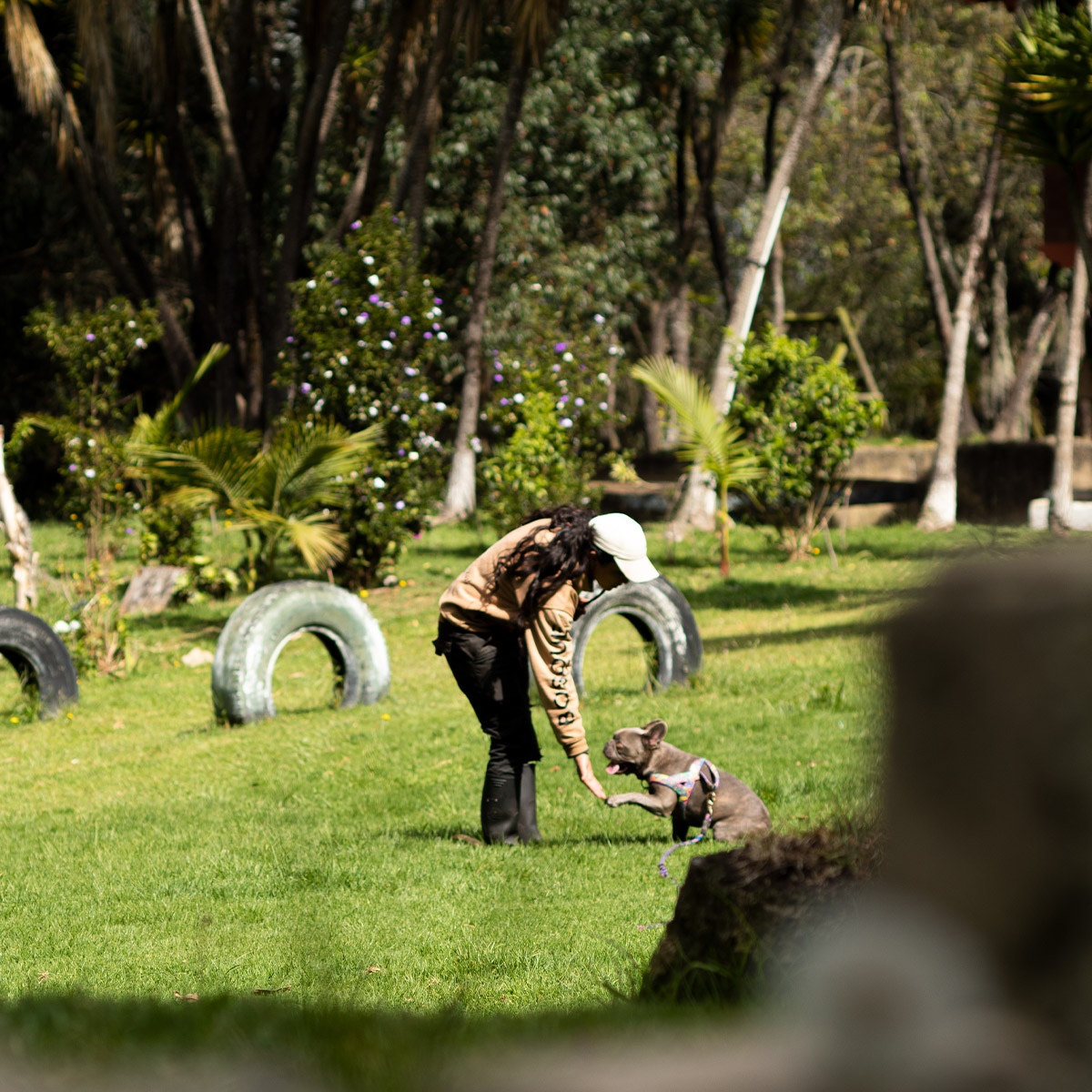Inicio Entrenamiento de obediencia básica con refuerzo positivo entre cuidadora y perro en El Bosque Canino, en un entorno natural.