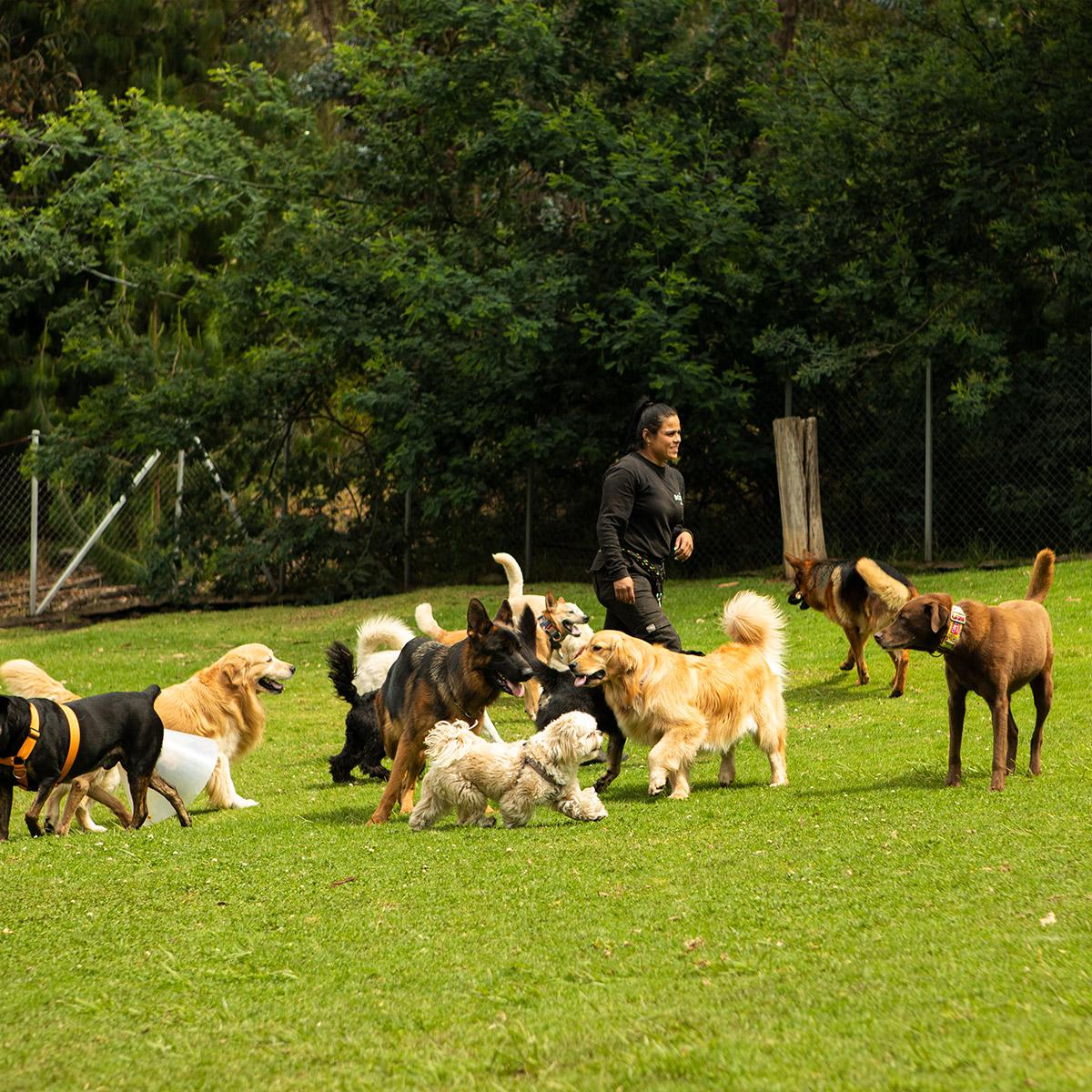 Inicio Perros socializando y jugando libremente bajo supervisión en El Bosque Canino, en un entorno natural y seguro.
