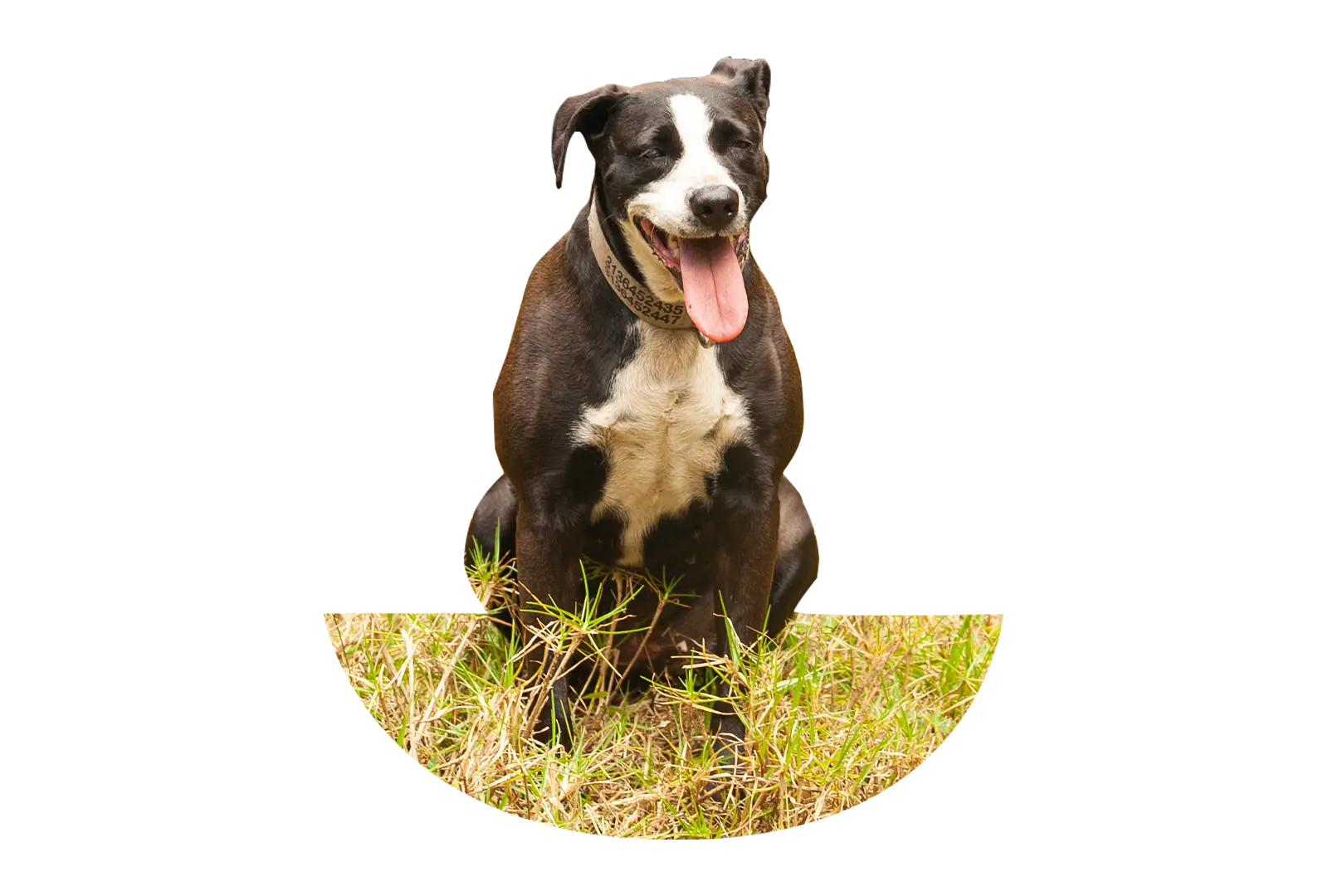 Perro sonriente en El Bosque Canino, escuela canina en Bogotá