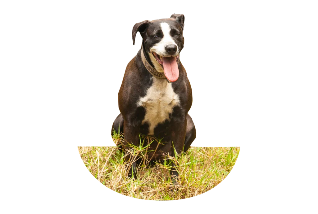 Perro sonriente en El Bosque Canino, escuela canina en Bogotá