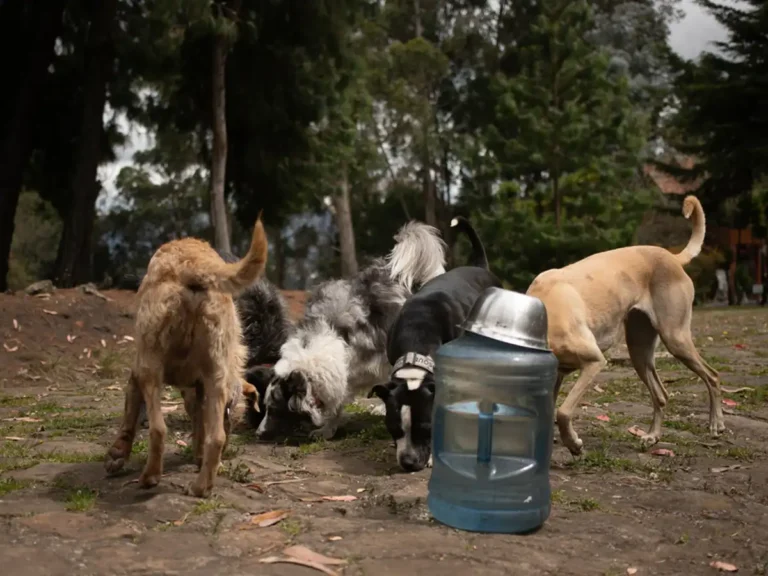 Cuatro perros bebiendo agua en la zona de alimentación de El Bosque Canino