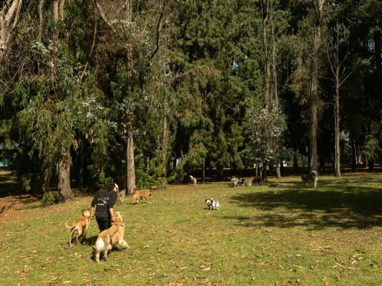 Guía acompañando a un grupo de perros en la zona verde arbolada de El Bosque Canino