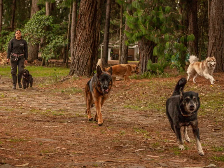 Grupo de perros caminando por un sendero del bosque junto a su guía