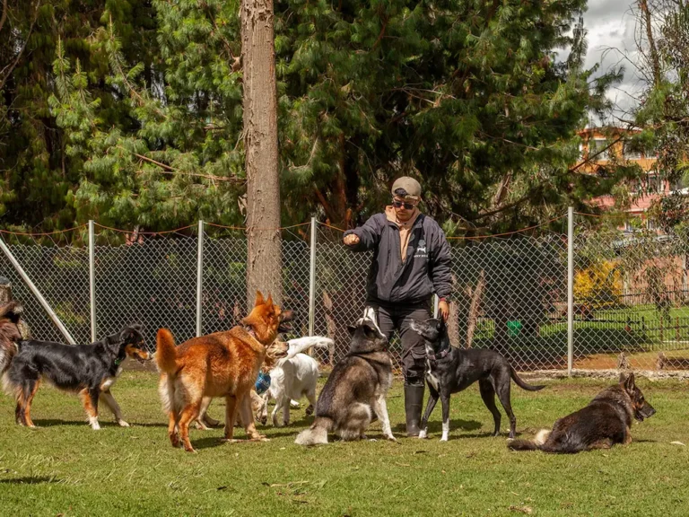 Perros jugando y comiendo en un corral cercado de El Bosque Canino, acompañados por dos guías