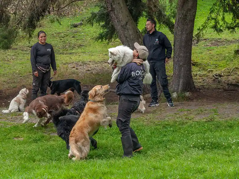 Guías acompañando perros durante una jornada de socialización en El Bosque Canino