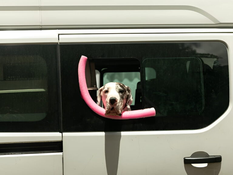 Perro asomado por la ventana de la van de transporte de El Bosque Canino