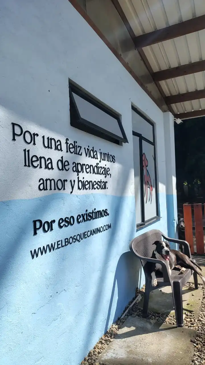 Perro sentado en las instalaciones de El Bosque Canino, con el bosque y el logo de la escuela al fondo